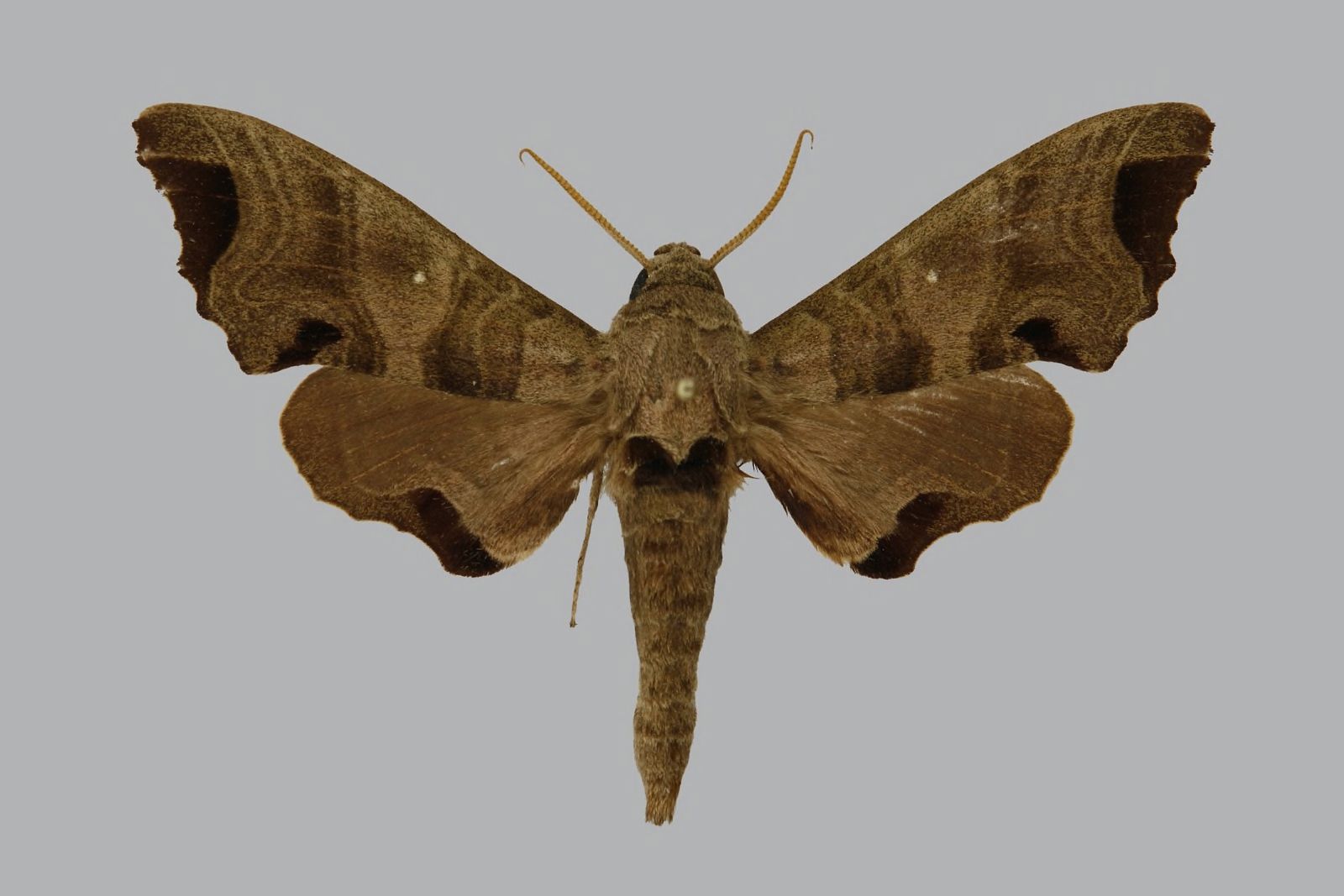 Mwanihana photo 4
