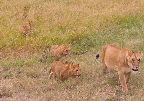 Narok photo 3