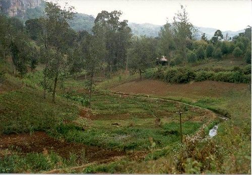 Soni, Tanga