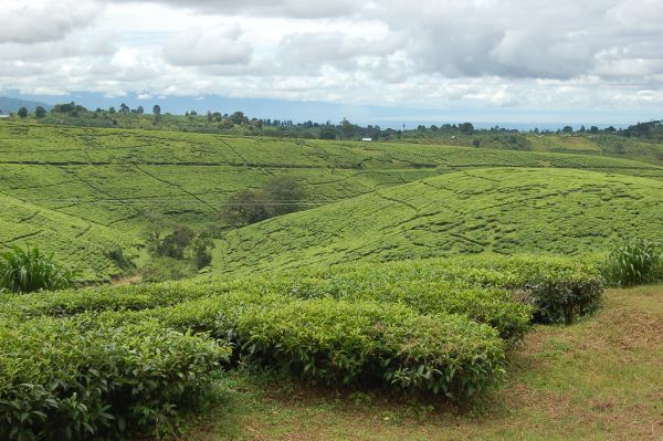 Tukuyu photo 4
