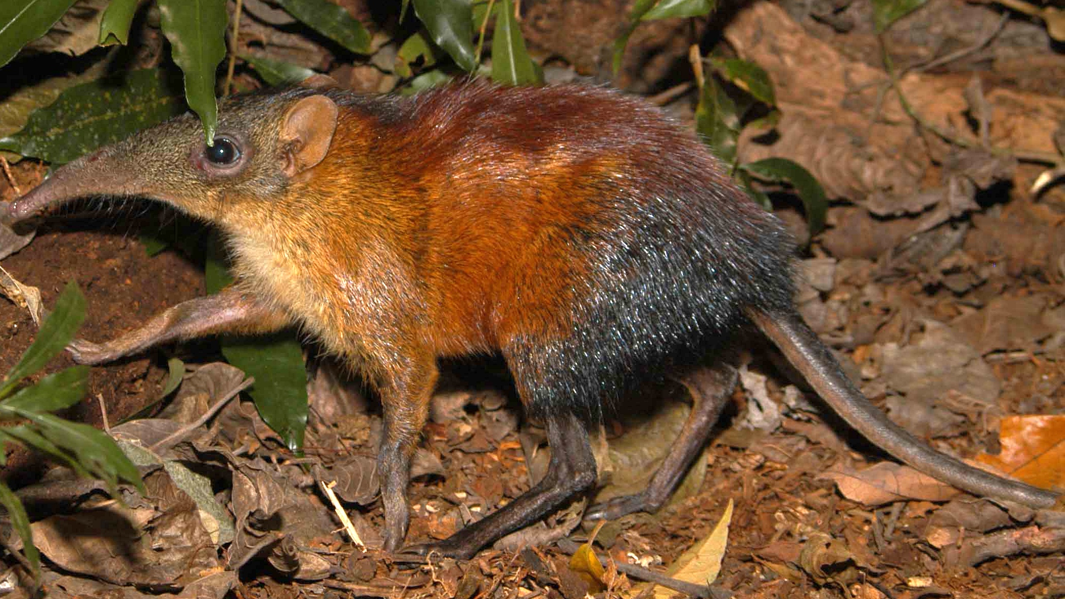 Mwanihana photo 3
