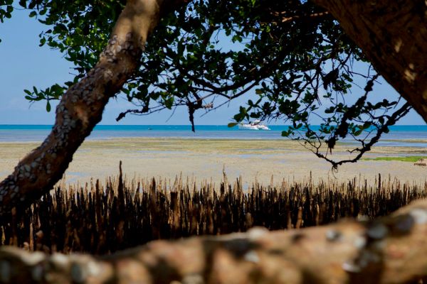 Rufiji River Delta, Pwani