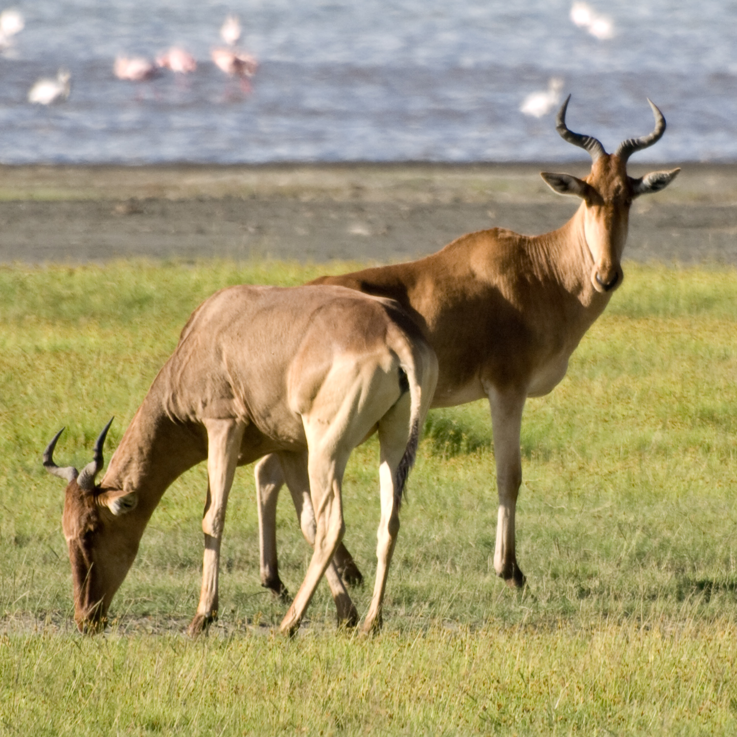 Ngorongoro photo 3
