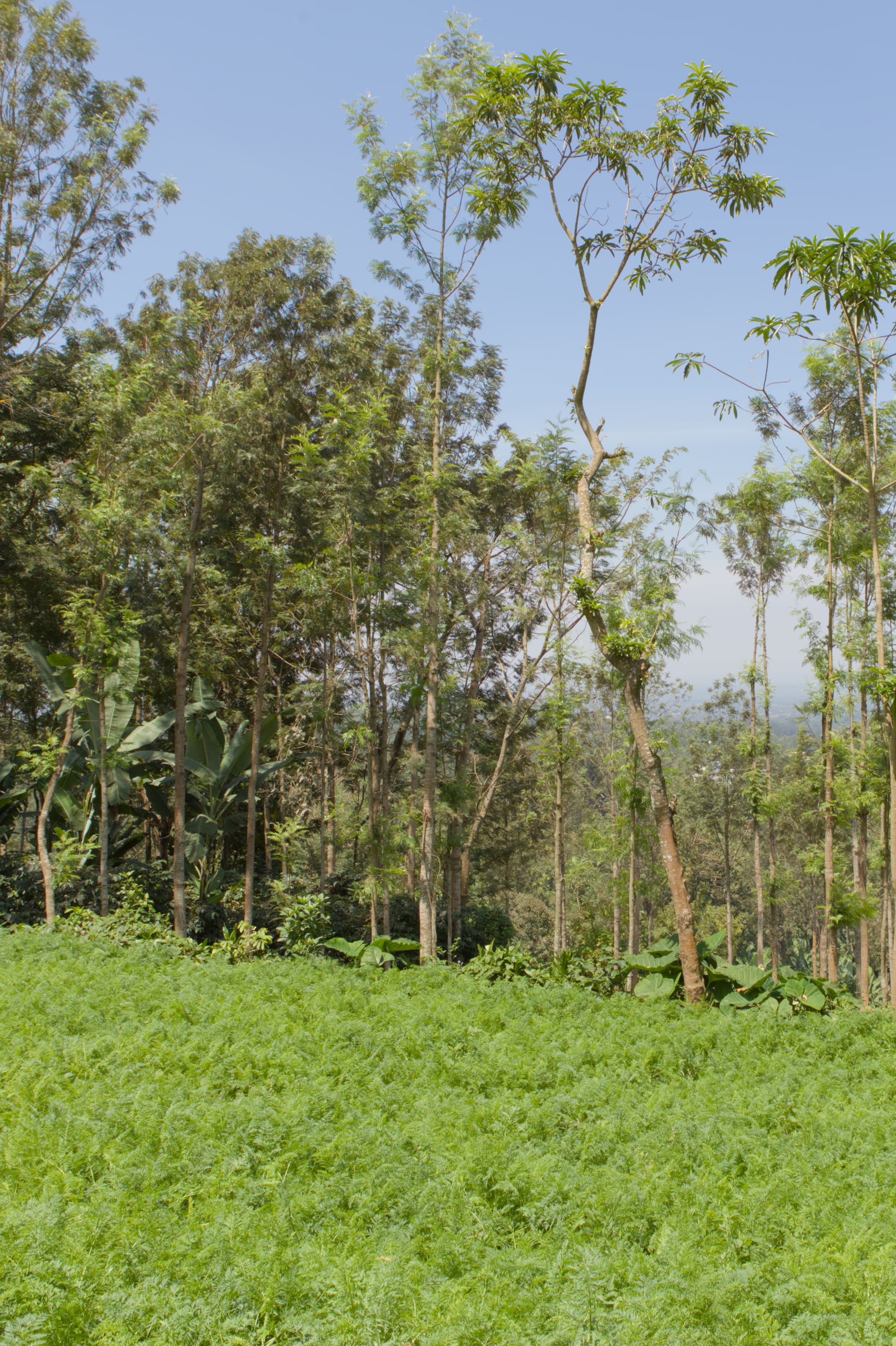 Nkoaranga photo 2