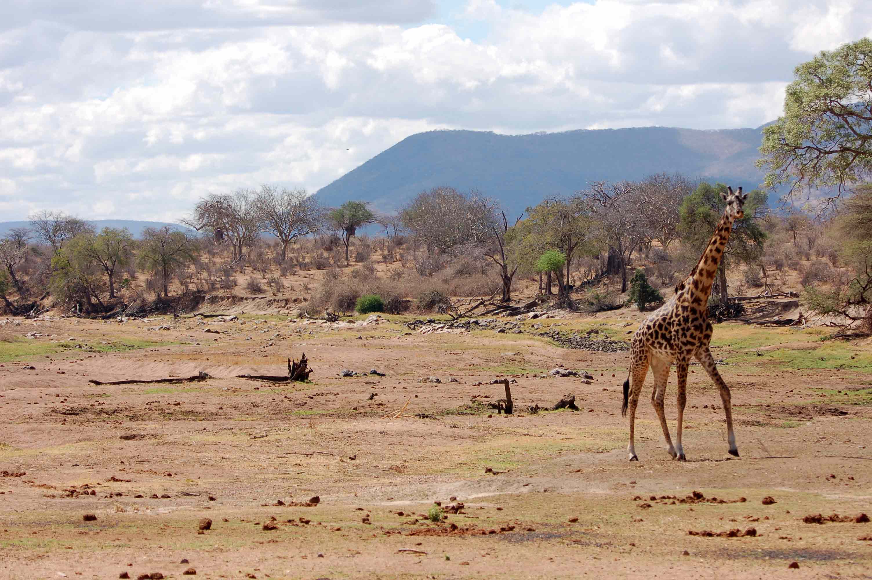 Ruaha River photo 2