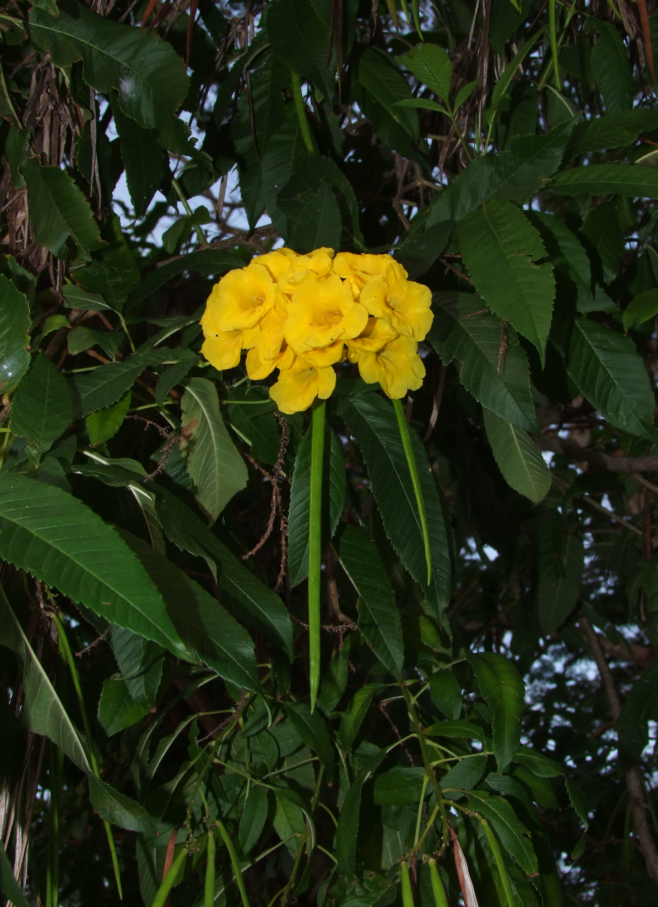 Tanga Bay photo 2
