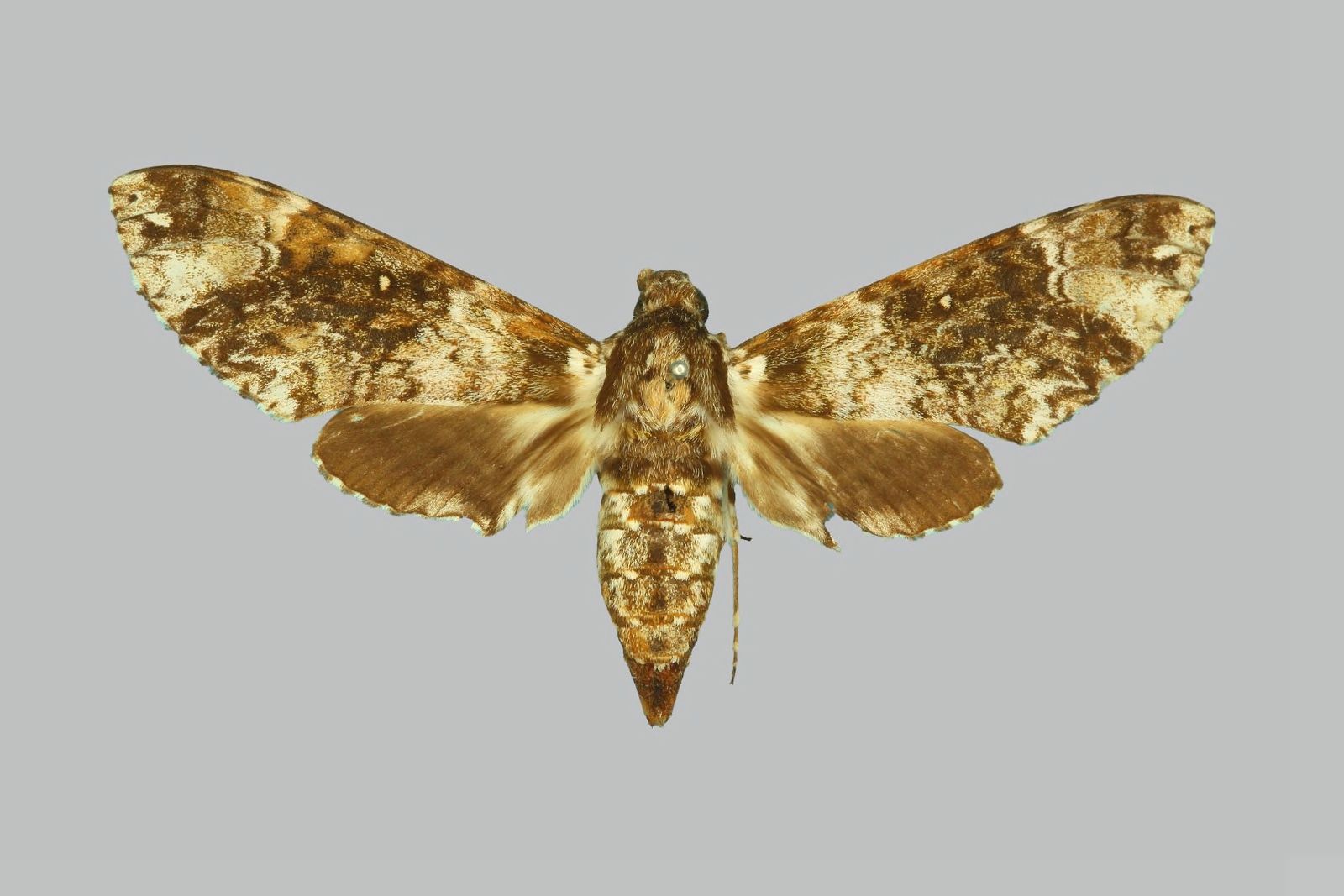 Old Shinyanga, Shinyanga