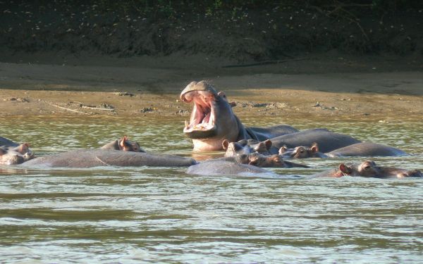 Wami River photo 4