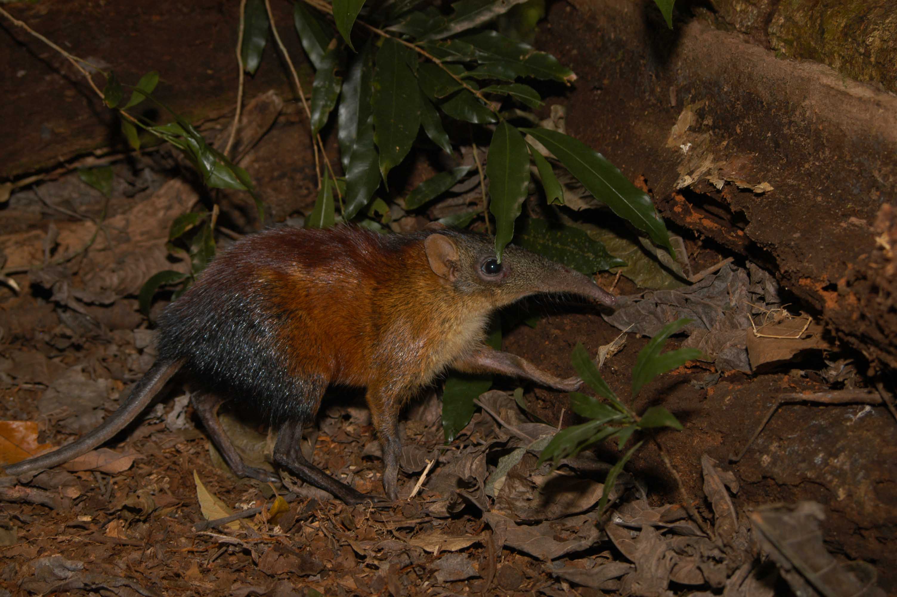 Mwanihana, Morogoro