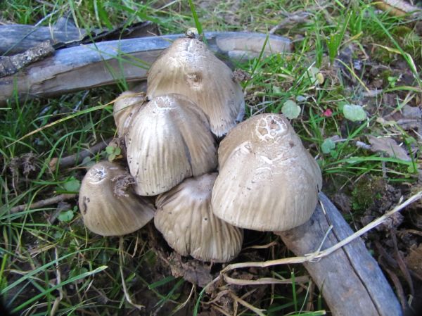 Black Cap Mountain photo 2