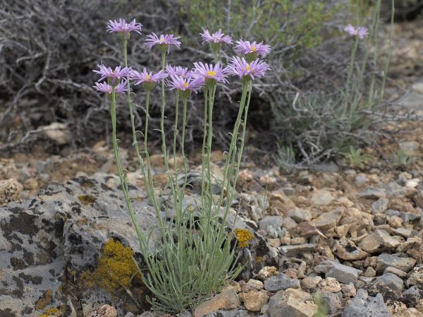 Nelson Mountain photo 3