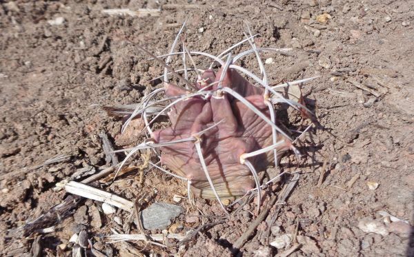 Cup Butte photo 3