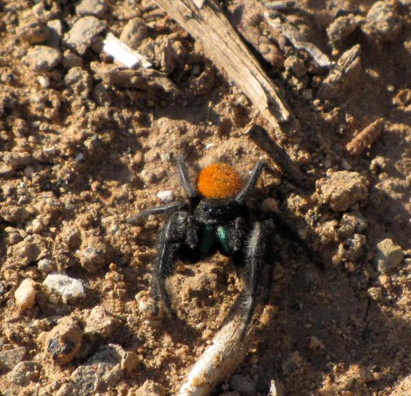 Tarantula Mesa photo 2