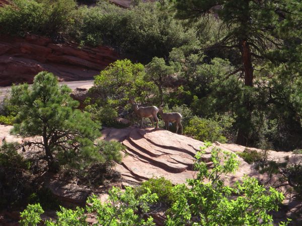Bighorn Mesa photo 3