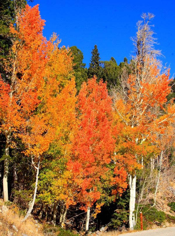 Maple Peak photo 2