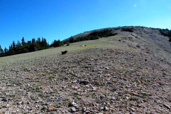 Heliotrope Mountain photo 2