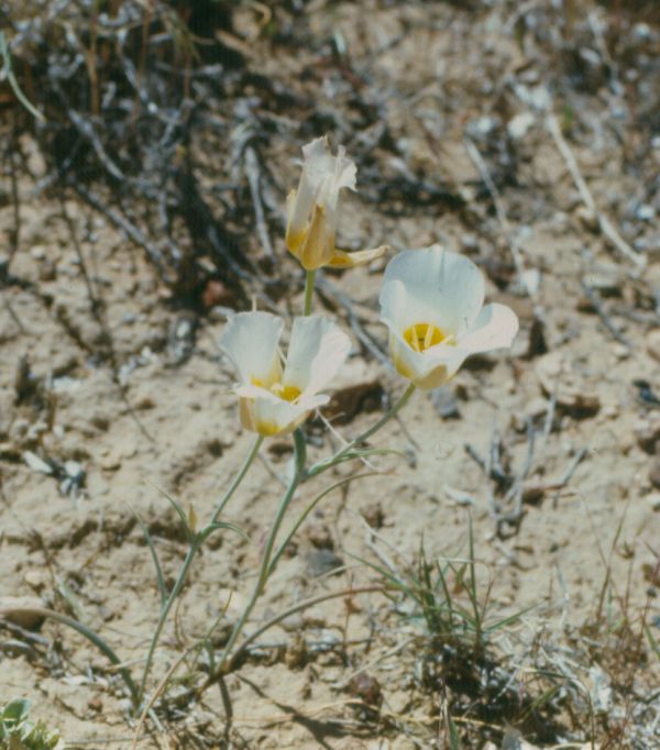 Cisco Mesa, Utah