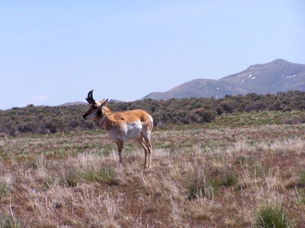 Buck Peak, Utah
