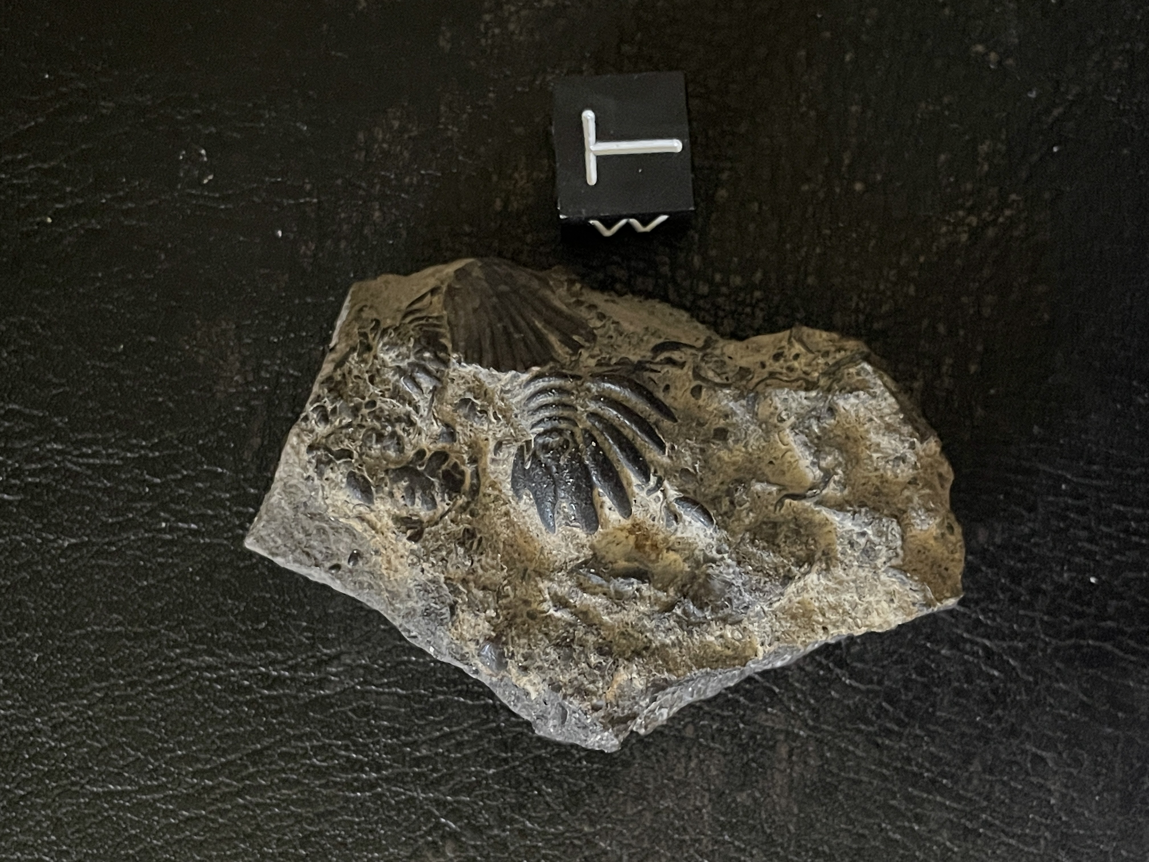 Fossil Mountain, Utah