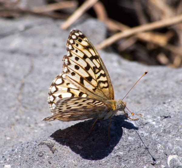 Rattlesnake Peak photo 3