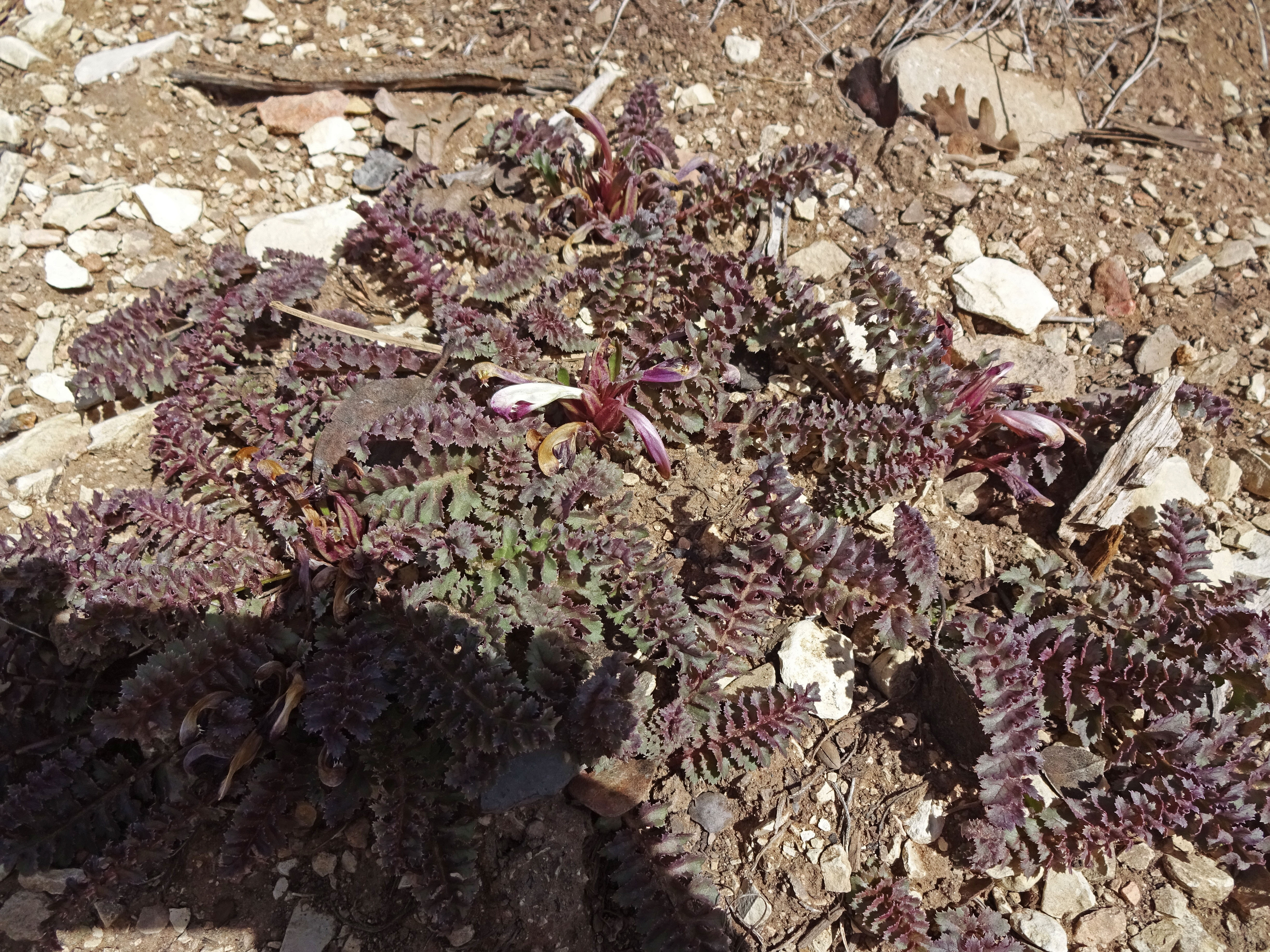 Cable Mountain photo 3