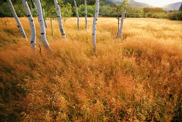 Meadow photo 3