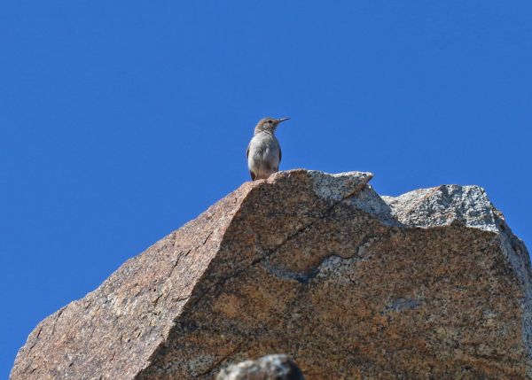 Crow Peak photo 3