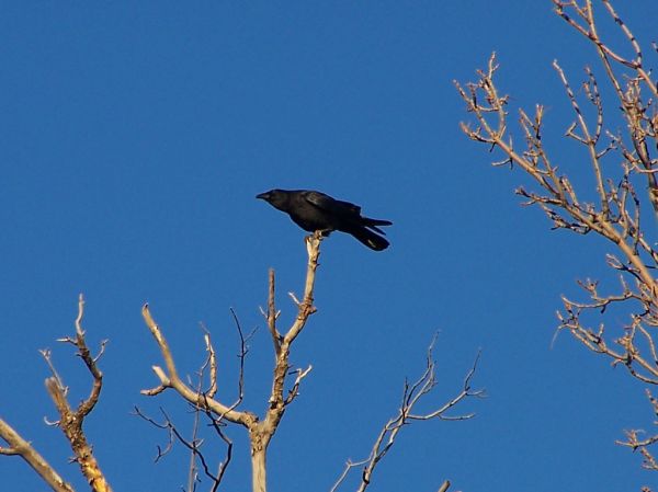 Crows Nest photo 3