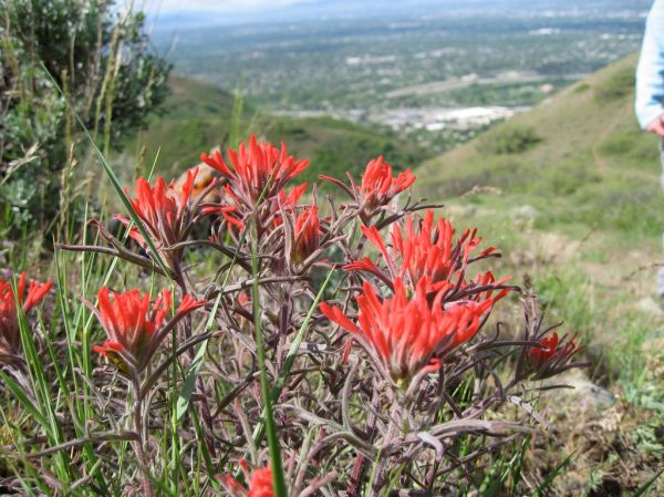 Jacks Peak, Utah