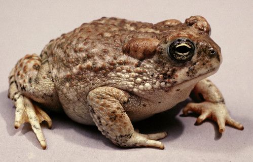 The Toad photo 3