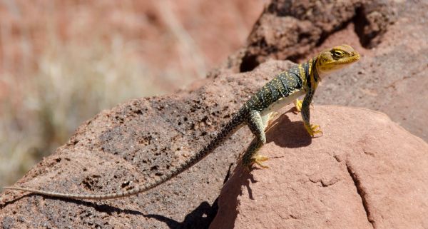 Lizard Rock photo 3