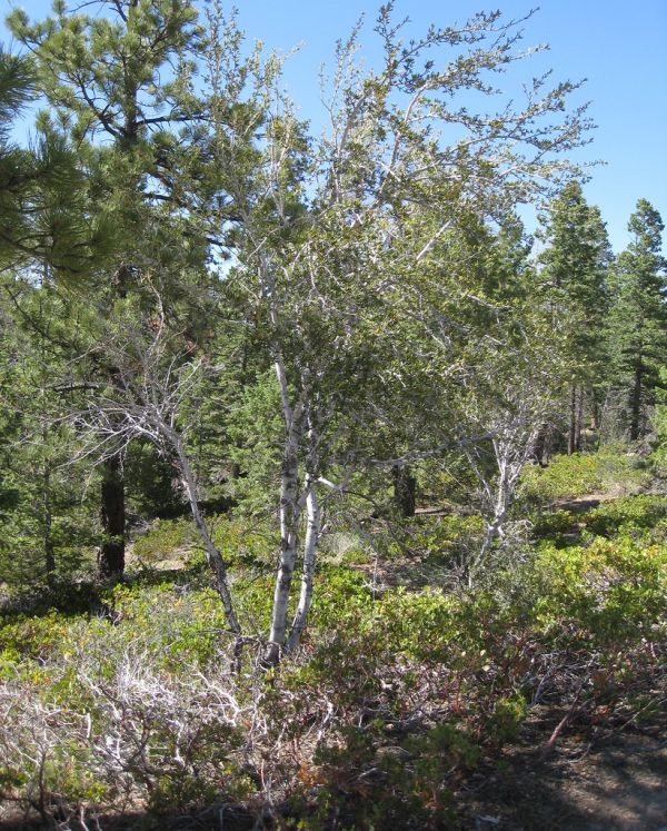 Mahogany Point photo 3
