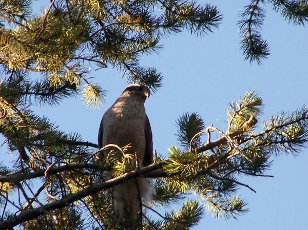 Hawks Nest photo 3