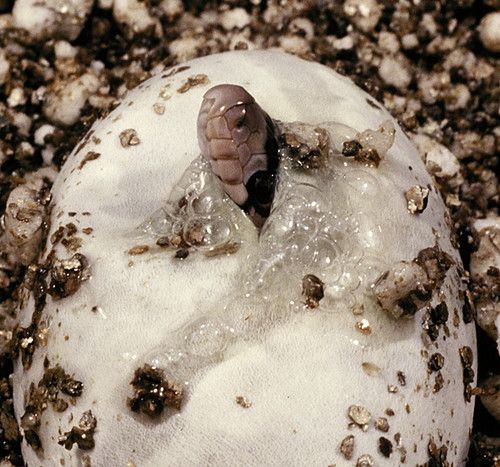 Hatch photo 2