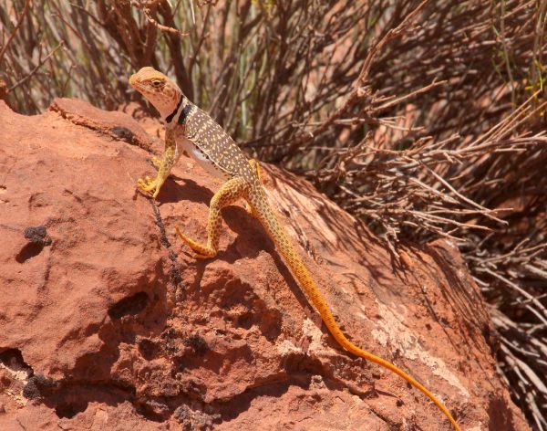 Lizard Rock photo 2