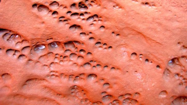 The Honeycombs photo 2