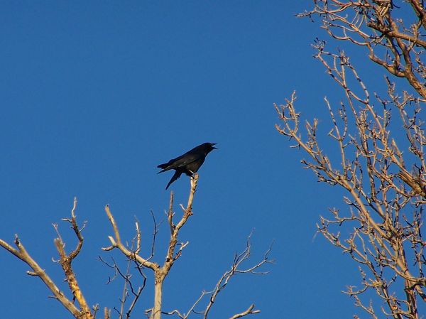 Crows Nest photo 2