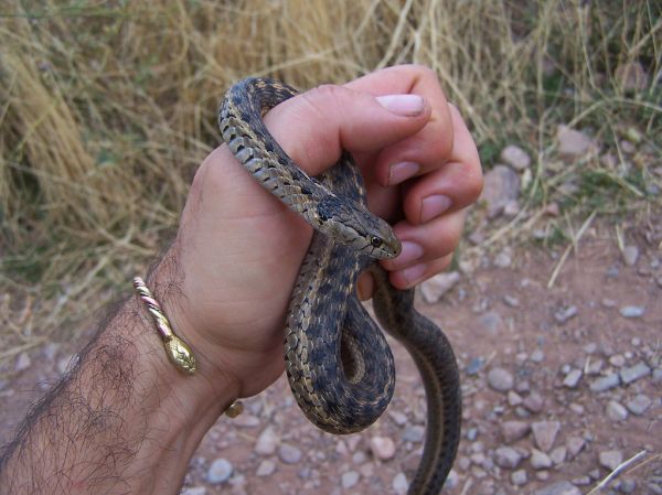 Rattlesnake Butte photo 3