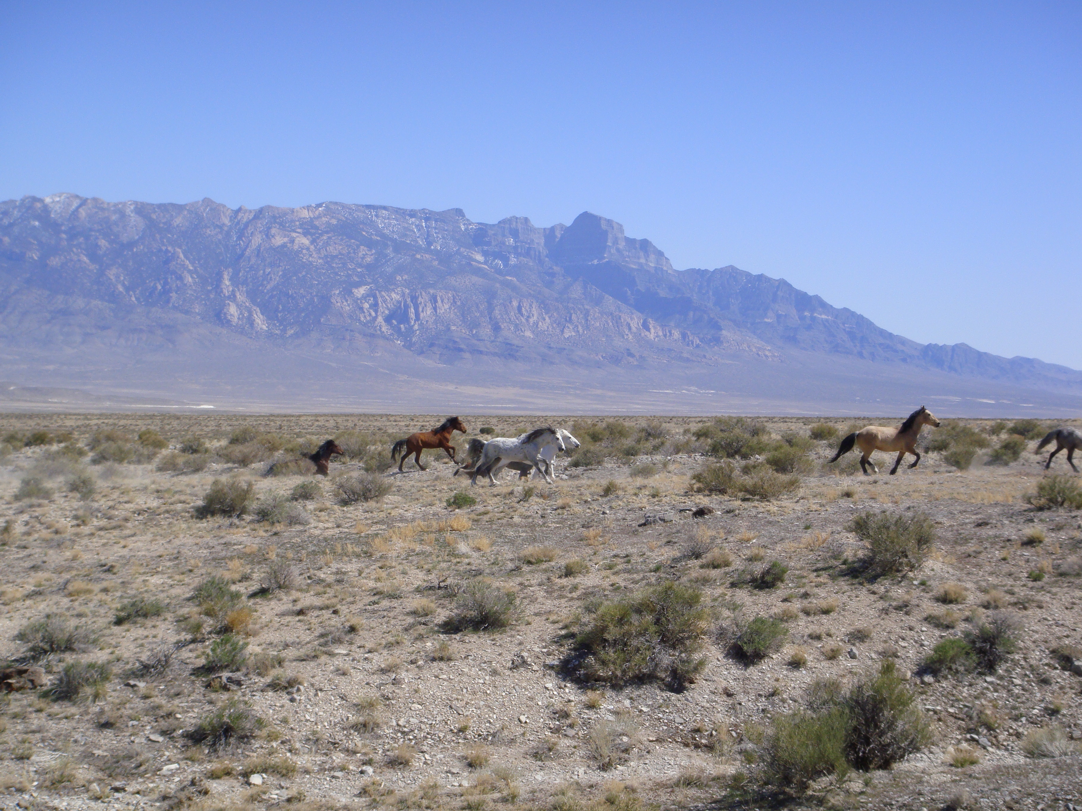 Wild Horse Peak, Utah