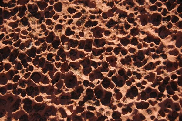 The Honeycombs photo 3