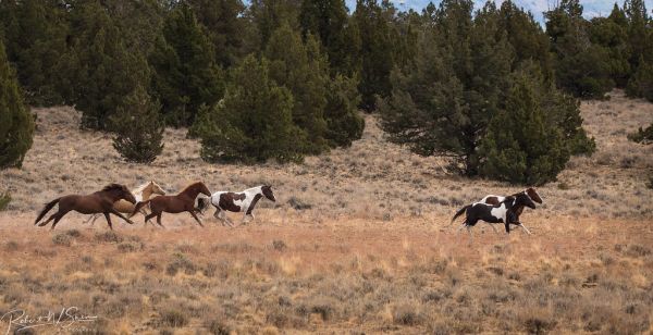Wildhorse Mountain photo 2