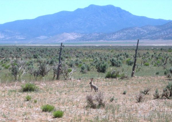Jackrabbit Mountain, Utah