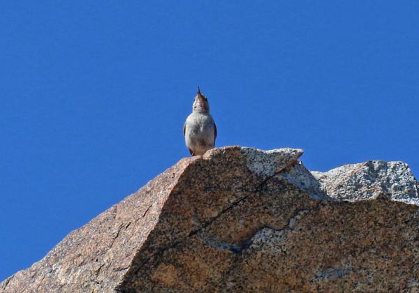 Crow Peak photo 2