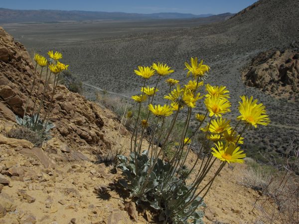 Spring Creek Mountain photo 2