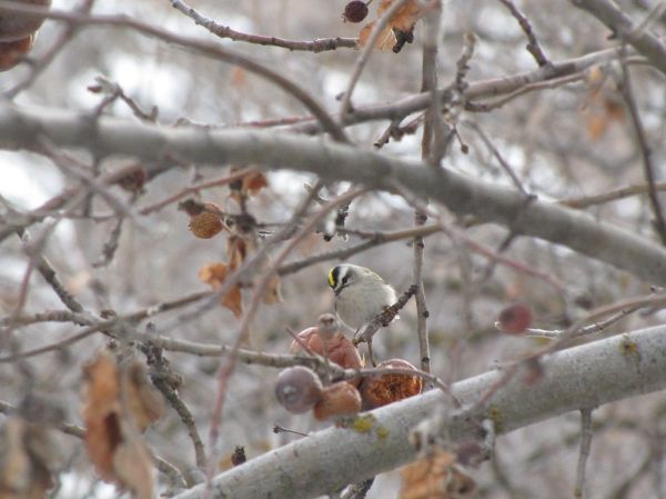 Black Cap Mountain photo 3
