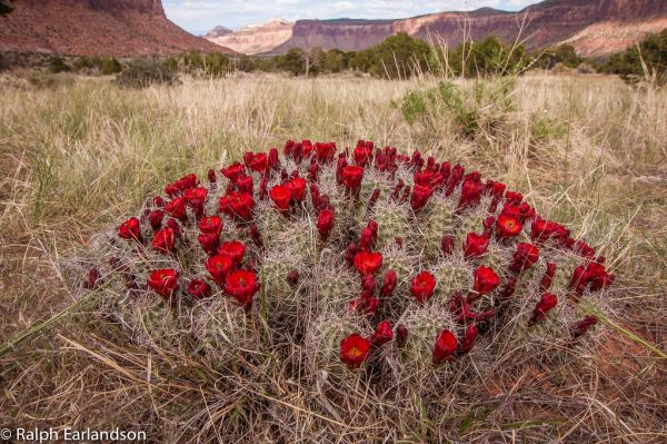 Desert Mound photo 3