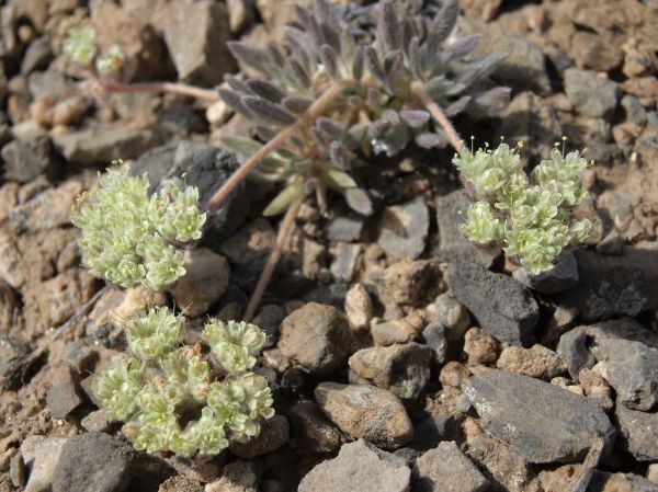 Spring Creek Mountain photo 3