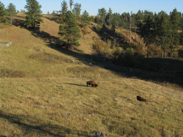 Little Black Mountain photo 3