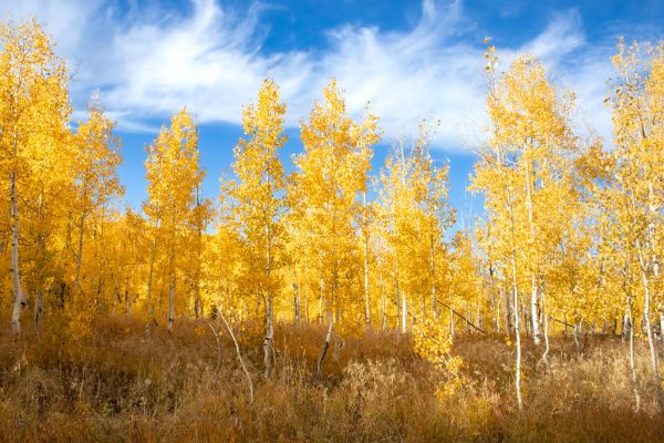 Blue Mountain, Utah