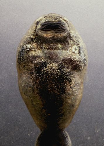 The Toad photo 2